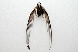 Untitled (bird halo)<br />