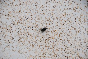 Fly vomit drawing (with fly)<br />